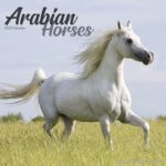 Cavalli Arabi